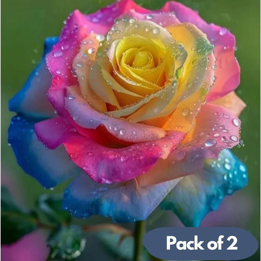 Rainbow Rose Seeds with Free Plant Growth Serum (Pack of 2)
