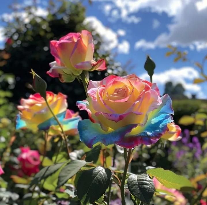 Rainbow Rose Seeds with Free Plant Growth Serum (Pack of 2)