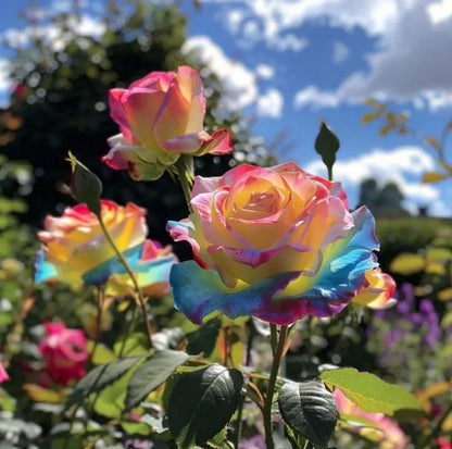 Rainbow Rose Seeds with Free Plant Growth Serum (Pack of 2)