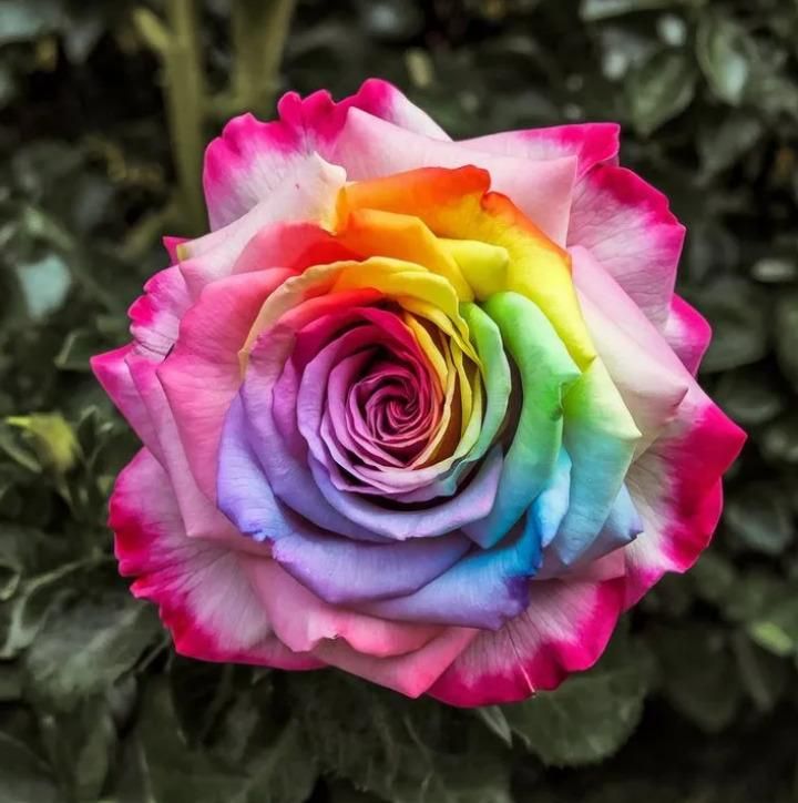 Rainbow Rose Seeds with Free Plant Growth Serum (Pack of 2)